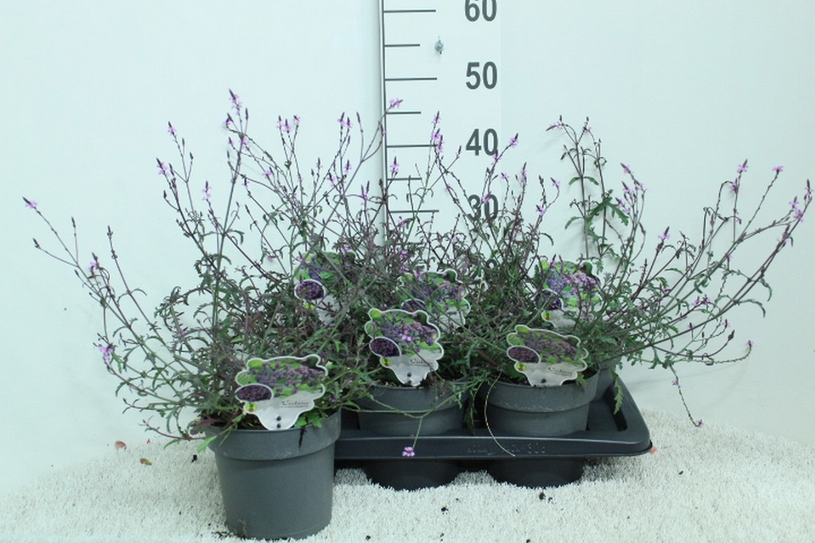 van Tol & Van der Linde Verbena Lavender Spires Pack of 6