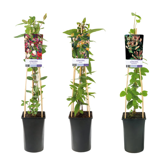 Lonicera mix 75cm 17cm Pot