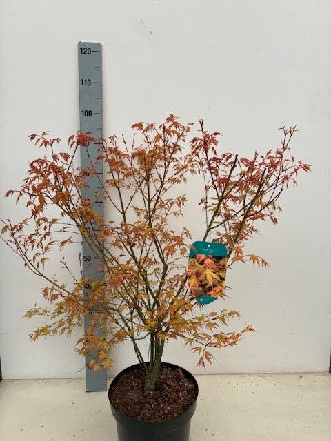 Acer Katsura 80cm 26cm Pot