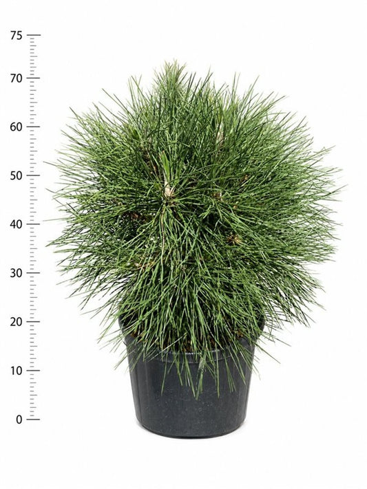Pinus hybrid 70cm 27cm Pot