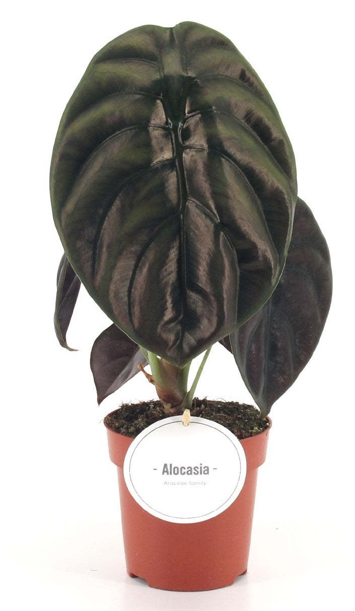 Mostert Nieuwerkerk BV Alocasia Red Secret Pack of 8