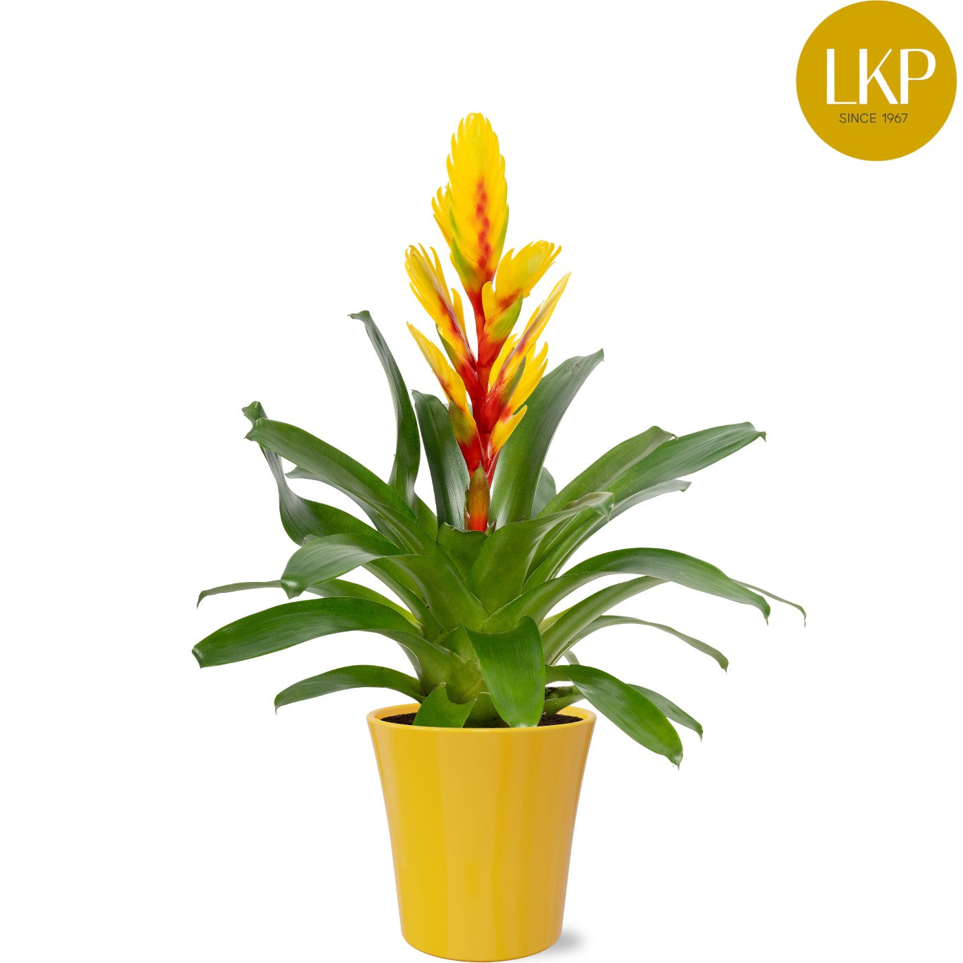 Vriesea Intenso Yellow Flame 45cm 13cm Pot