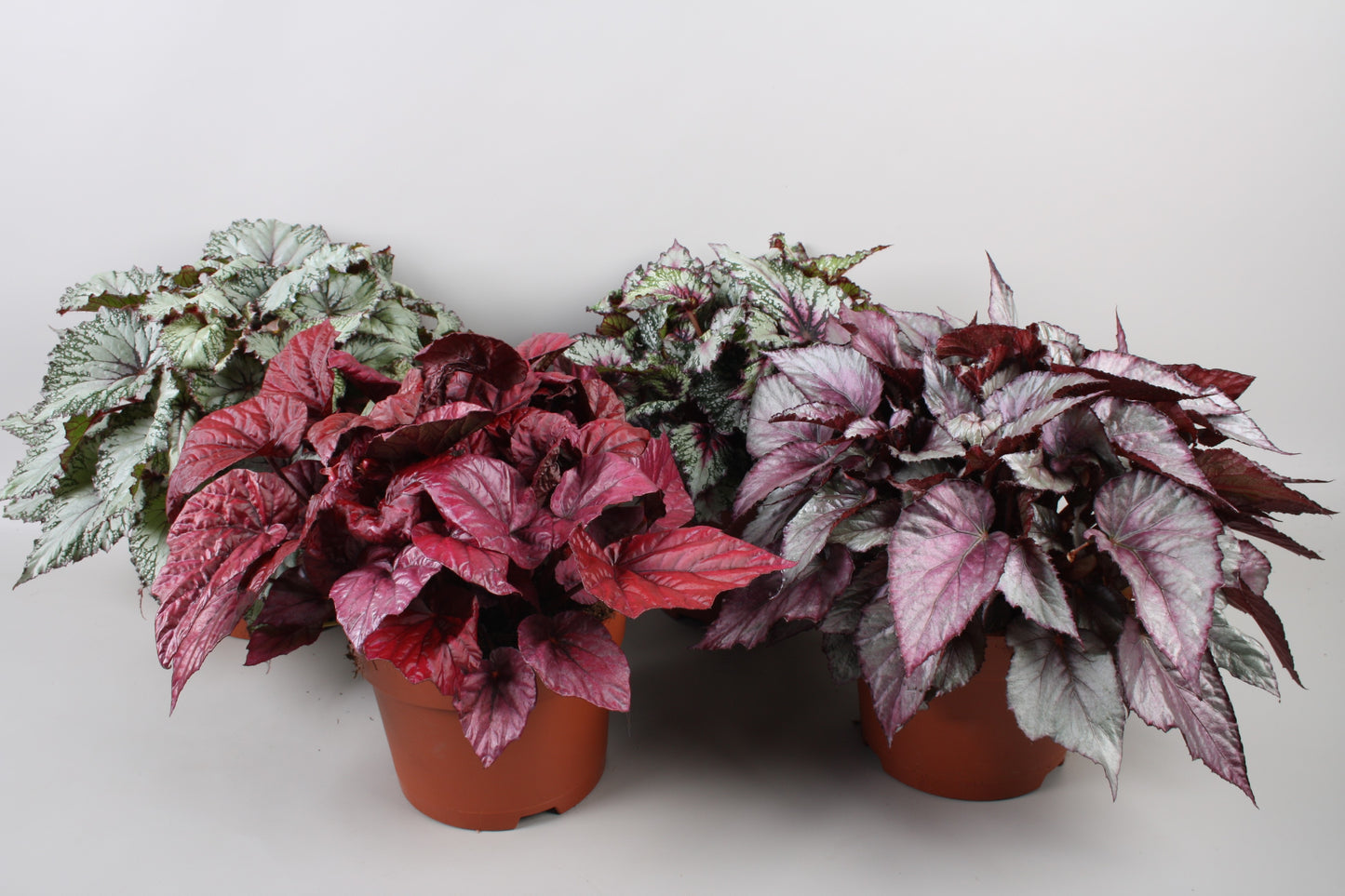 Begonia Beleaf mix 33cm 17cm Pot