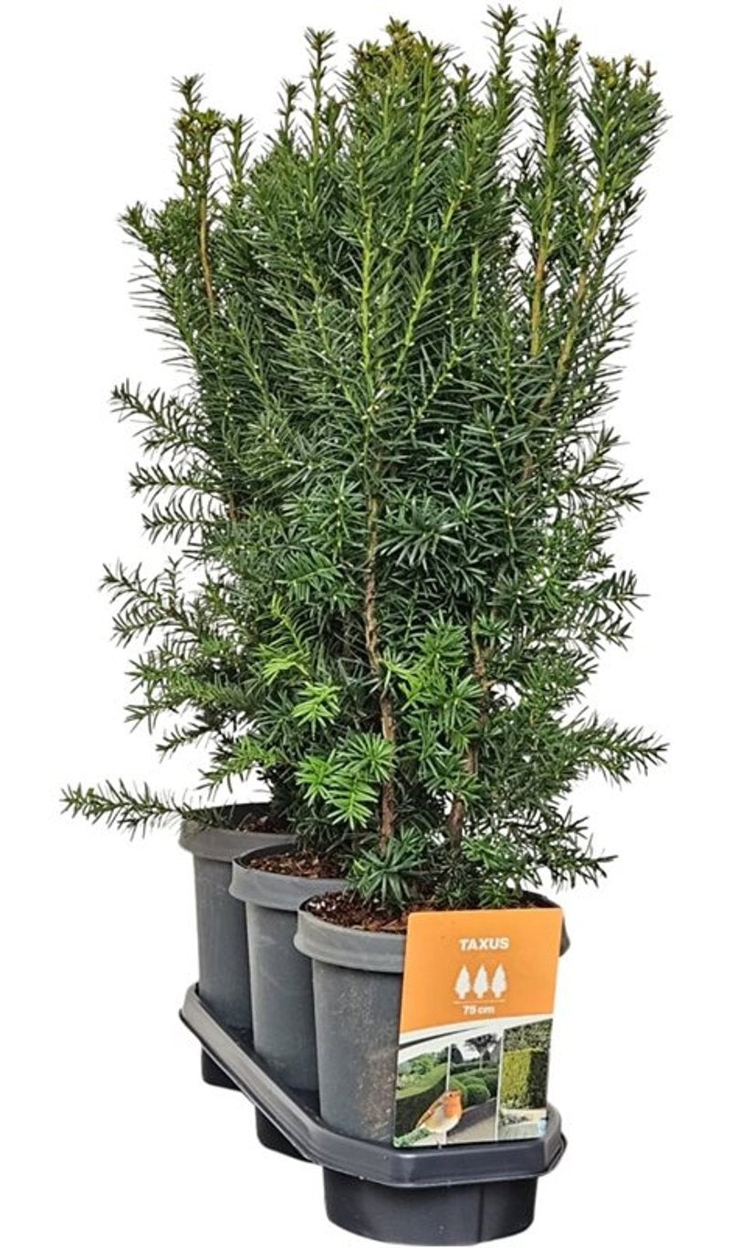 Taxus media Hicksii 70cm 21cm Pot