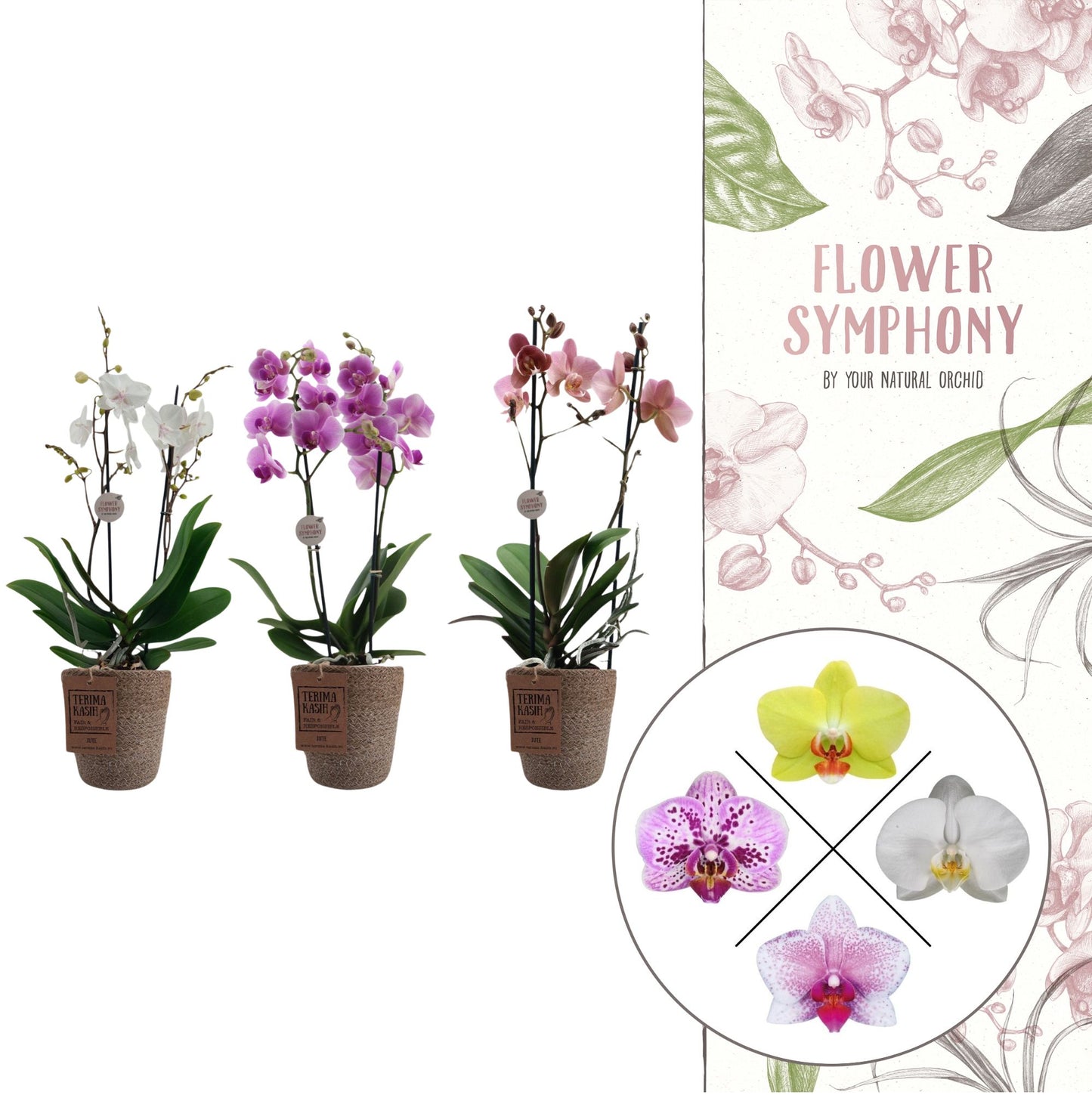 Phalaenopsis mix 40cm 12cm Pot