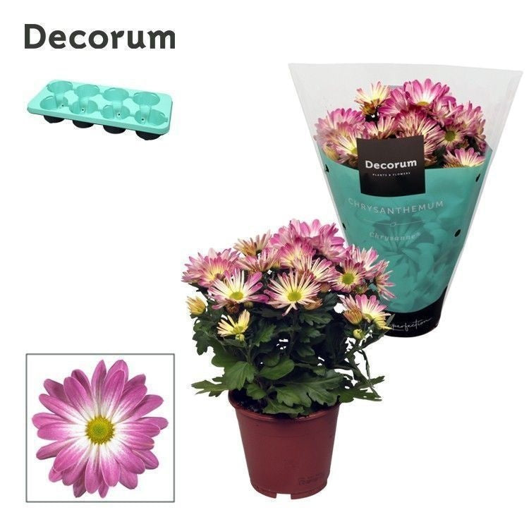 Chrysanthemum Margarita Bicolor Ice cream 25cm 13cm Pot