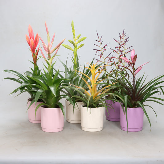 Tillandsia mix 55cm 12cm Pot