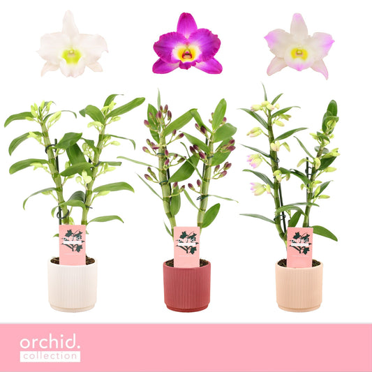 Dendrobium nobile mix 40cm 12cm Pot