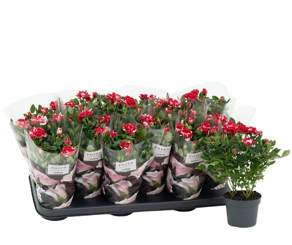 Roses Gigi Party 28cm 10.5cm Pot