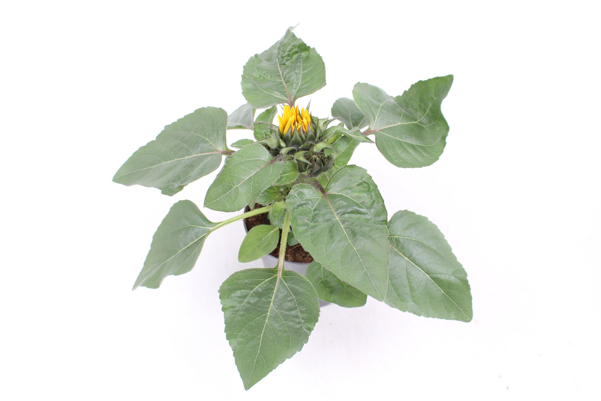Helianthus ann. Petisol 25cm 12cm Pot