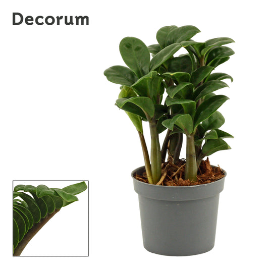 Zamioculcas Zenzi 20cm 9cm Pot
