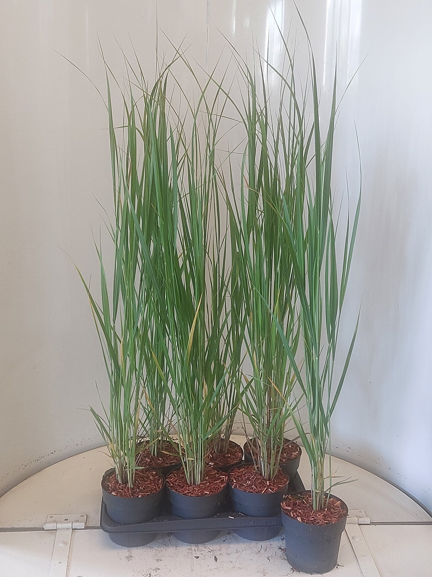 Panicum virgatum 105cm 17cm Pot