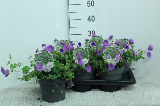 Geranium Rozanne (Hardy) 30cm 17cm Pot