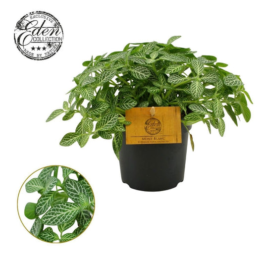 Fittonia verschaffeltii 15cm 510cm Pot