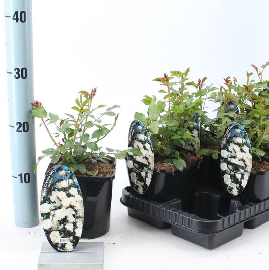 Rose Spelarosa Chrystal Fairy 25cm 14cm Pot