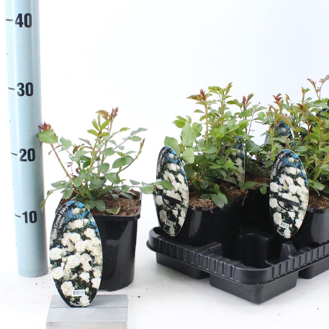 Rose Spelarosa Chrystal Fairy 25cm 14cm Pot