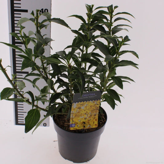 Forsythia intermedia 35cm 17cm Pot