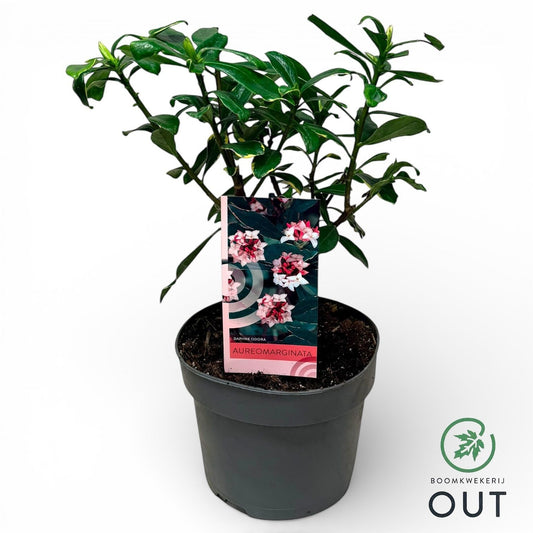 Daphne Aureomarginata 45cm 17cm Pot