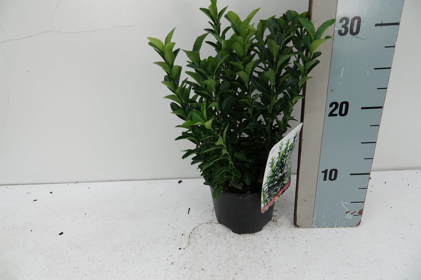 Roessel Tuinpl. VOF, B. v. Euonymus Green Spire Pack of 8