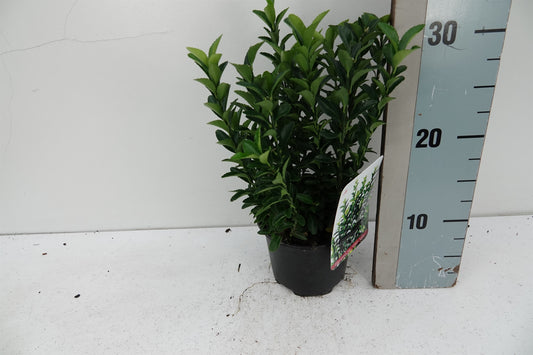 Euonymus Green Spire 20cm 13cm Pot