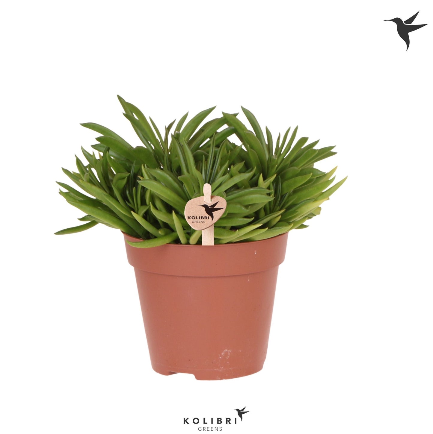 Peperomia Happy Bean 26cm 12cm Pot