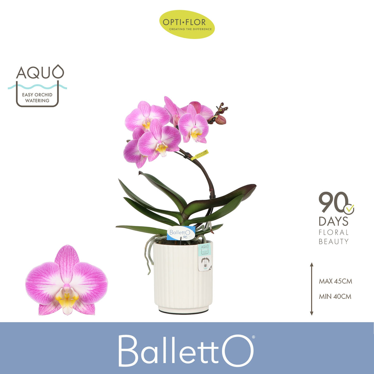 Phalaenopsis Hybrid 45cm 12cm Pot