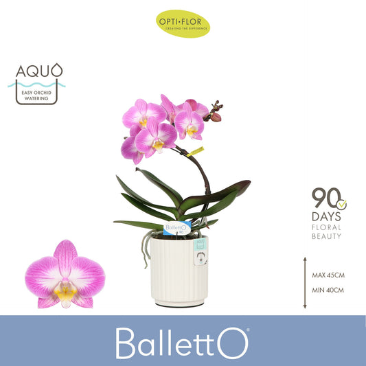 Phalaenopsis Hybrid 45cm 12cm Pot