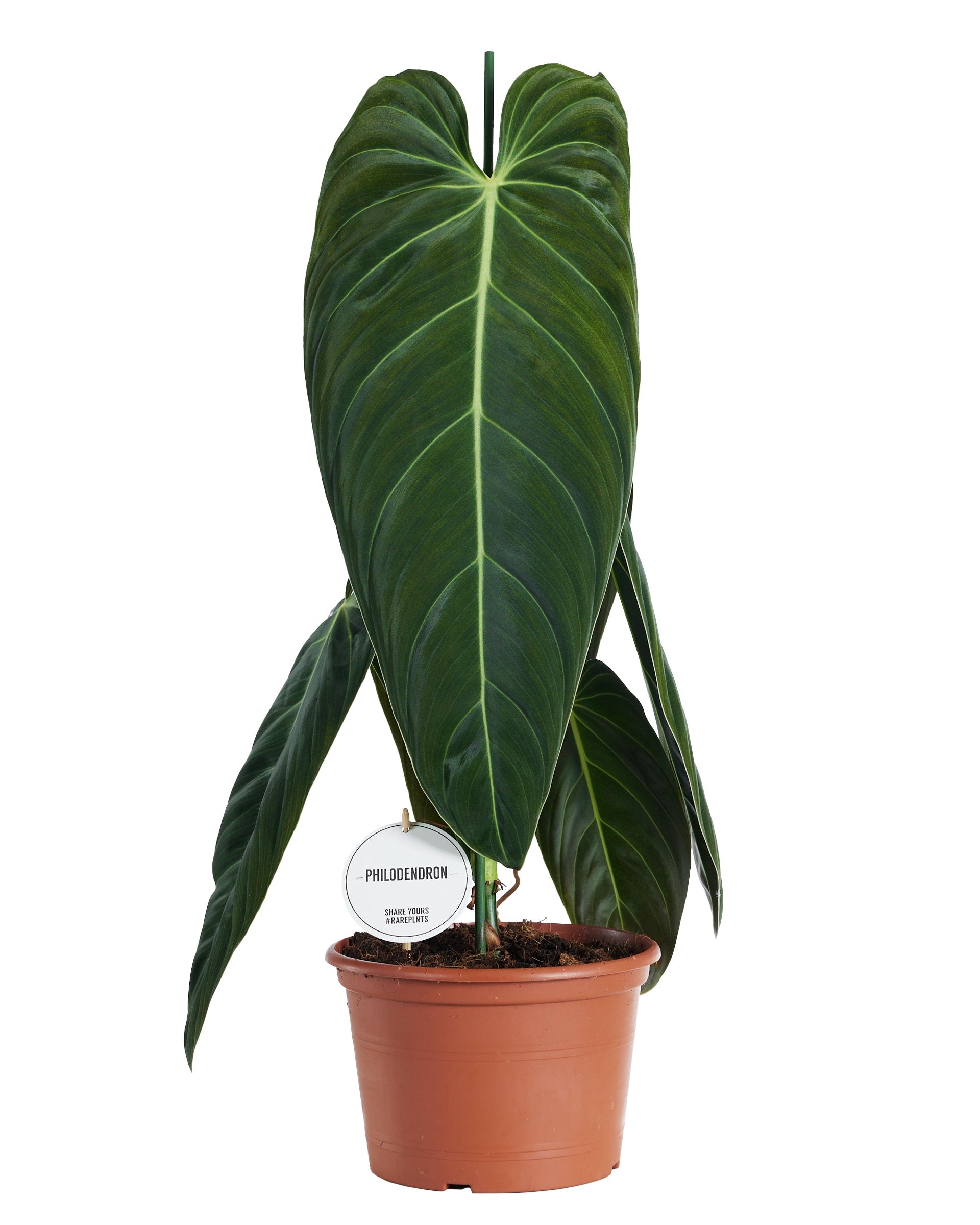 Philodendron melanochrysum 75cm 21cm Pot