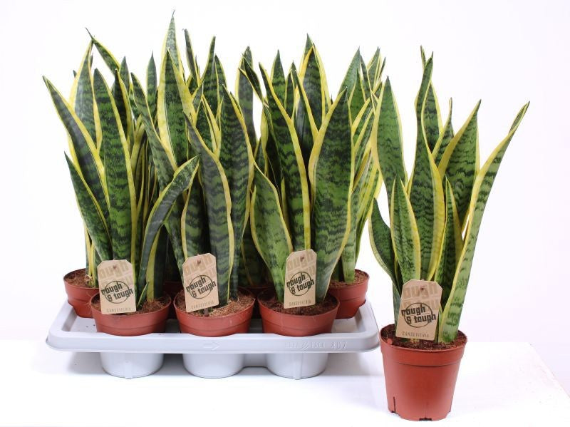 Sansevieria Laurentii 55cm 14cm Pot