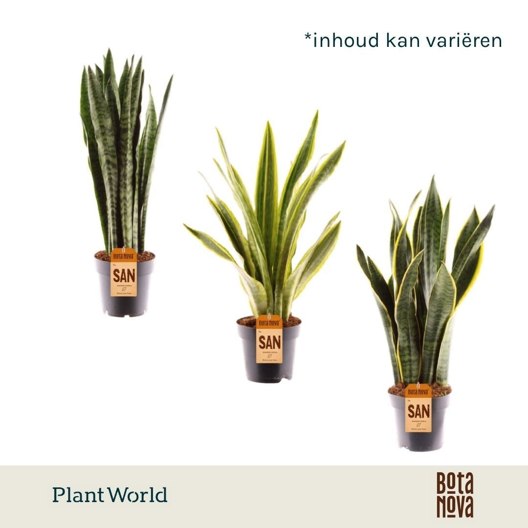 Sansevieria mix 45cm 14cm Pot