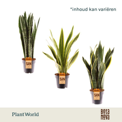 Sansevieria mix 45cm 14cm Pot
