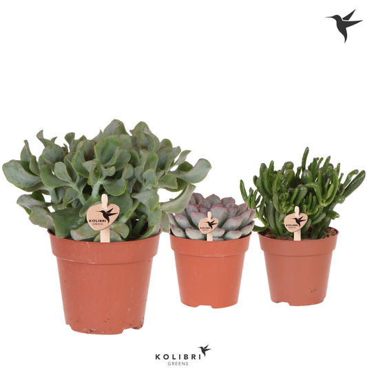Kolibri Greens Succulents mix 26cm 12cm Pot