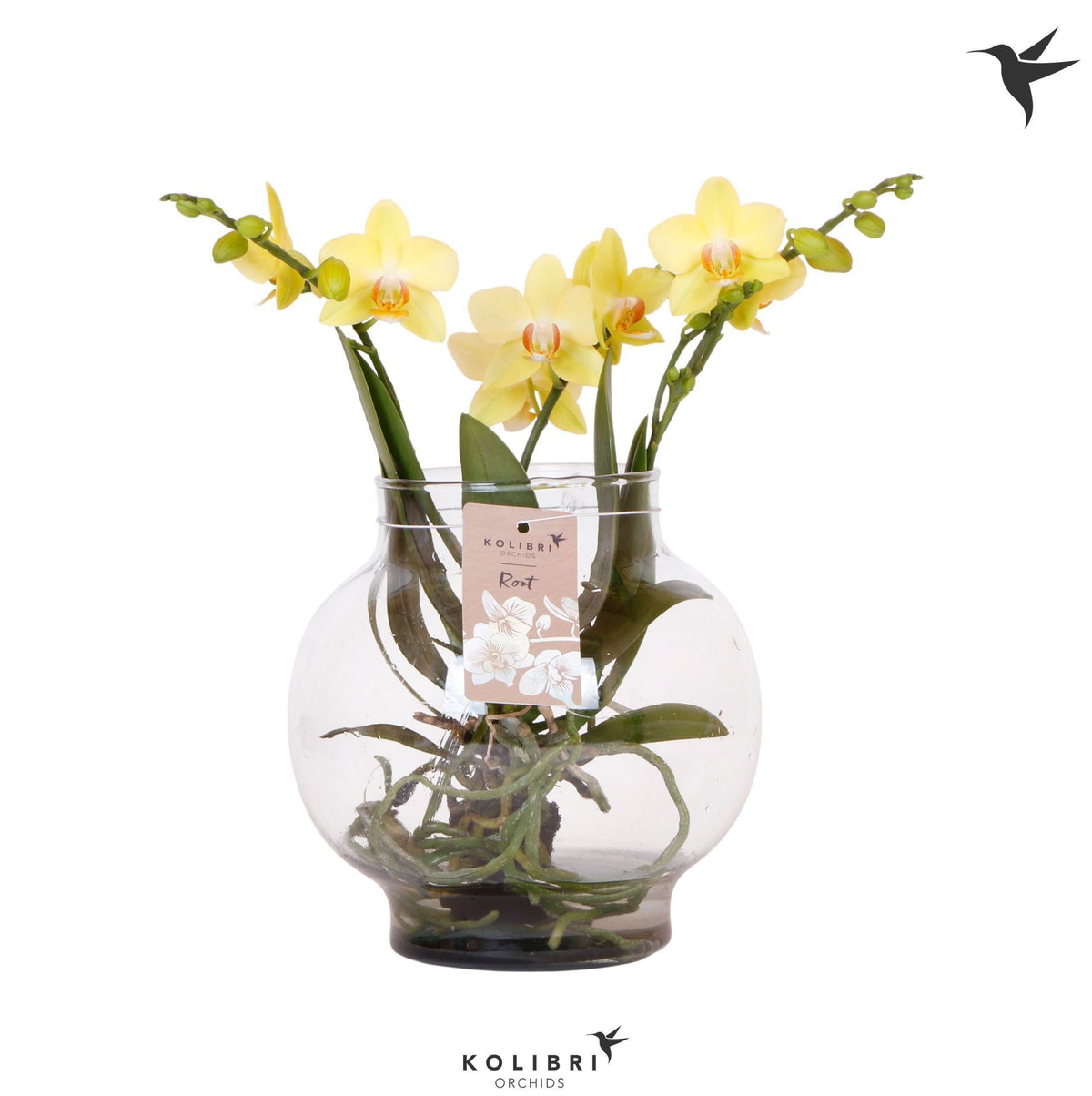 Phalaenopsis yellow 50cm 16cm Pot