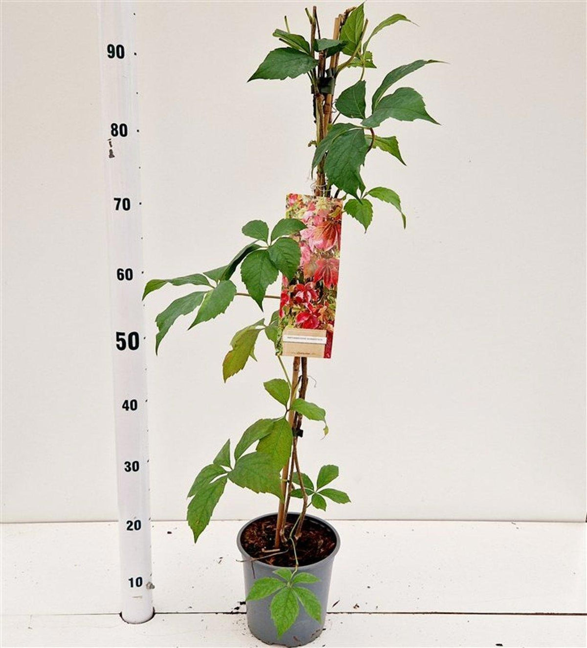 Parthenocissus engelmannii 75cm 17cm Pot
