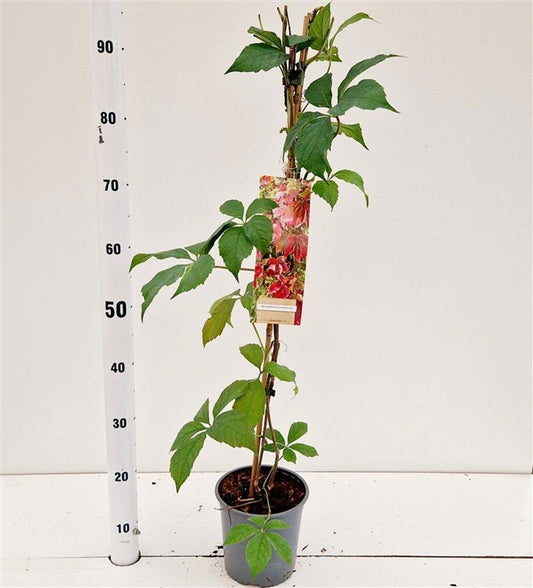 Parthenocissus engelmannii 75cm 17cm Pot