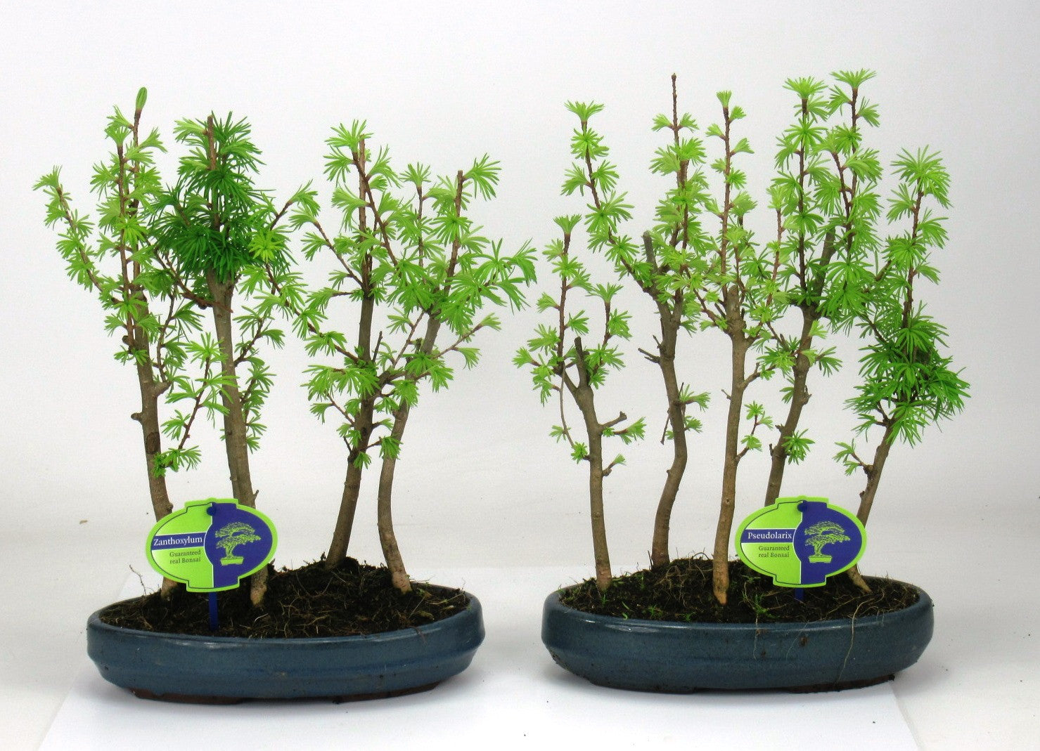 Pseudolarix amabilis 40cm 25cm Pot