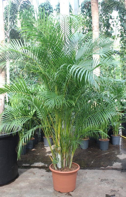 Dypsis lutescens 250cm 45cm Pot