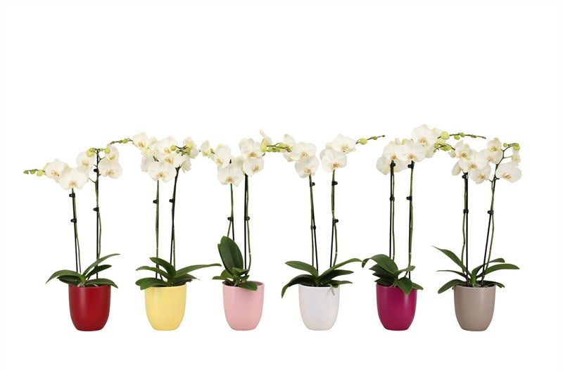 Phalaenopsis white 60cm 12cm Pot