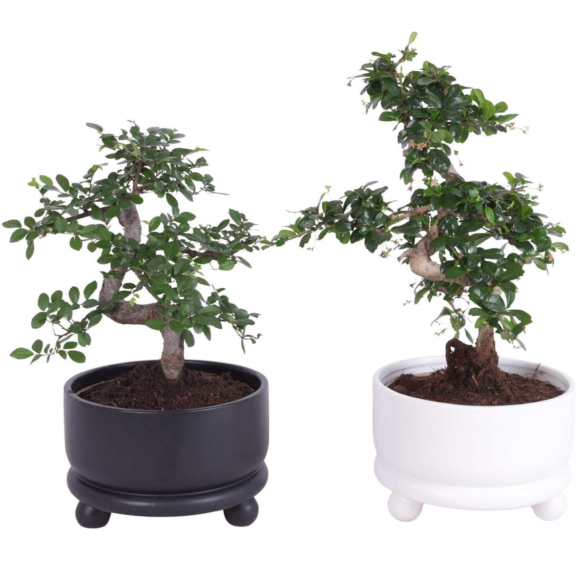 bonsai-mix-50cm-21cm-pot