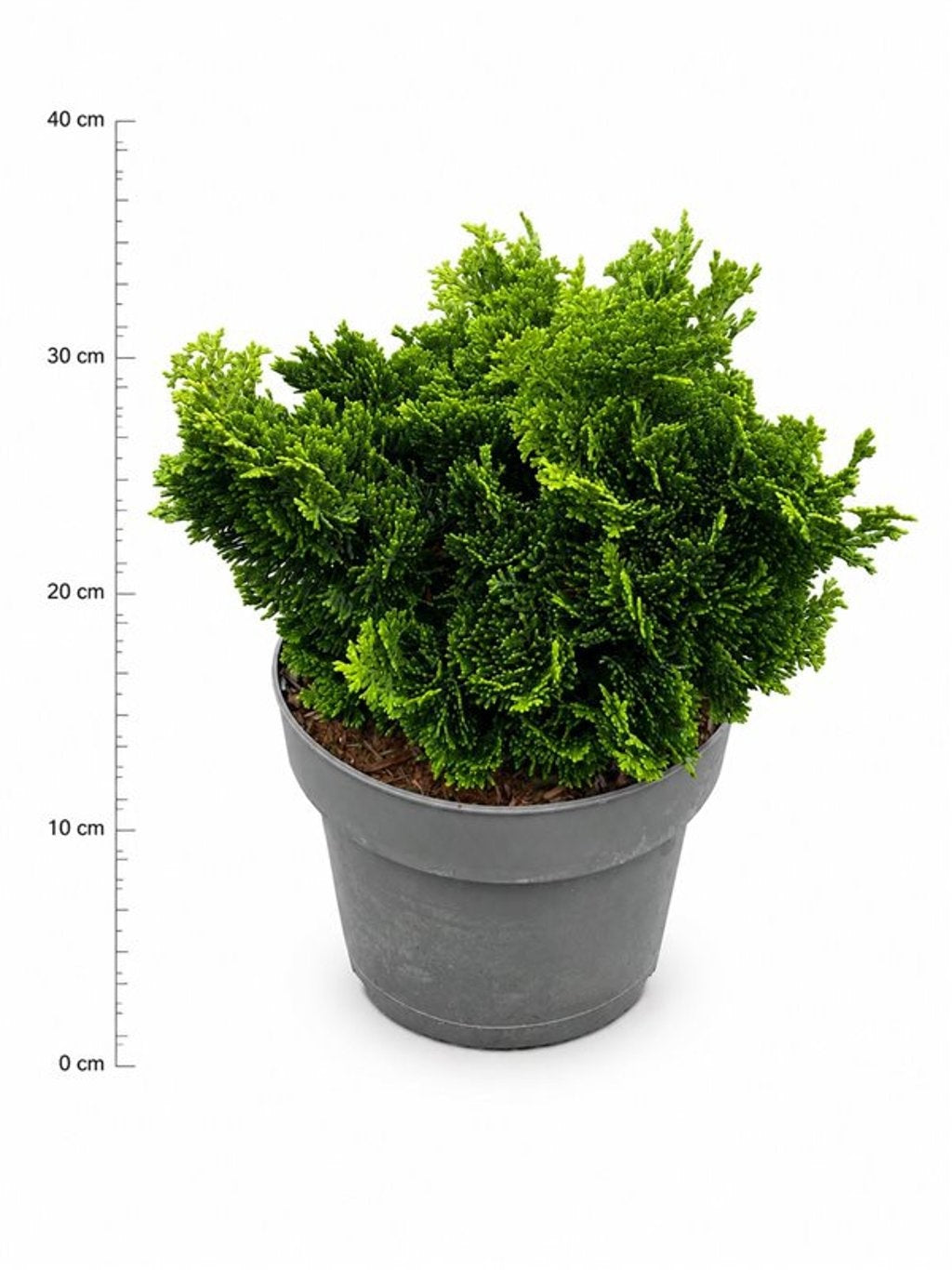 Chamaecyparis obtusa Nana Gracilis 40cm 23cm Pot