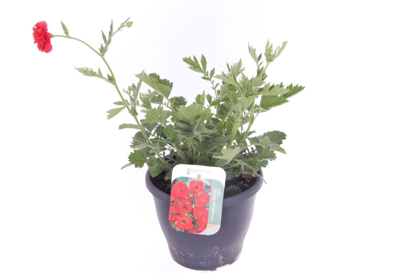 Geum chi. Mrs Bradshaw 50cm 23cm Pot