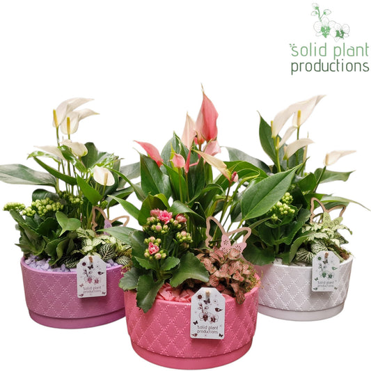 AT003 Loes Lila/Pink/White Anthurium Mix 42cm 22cm Pot