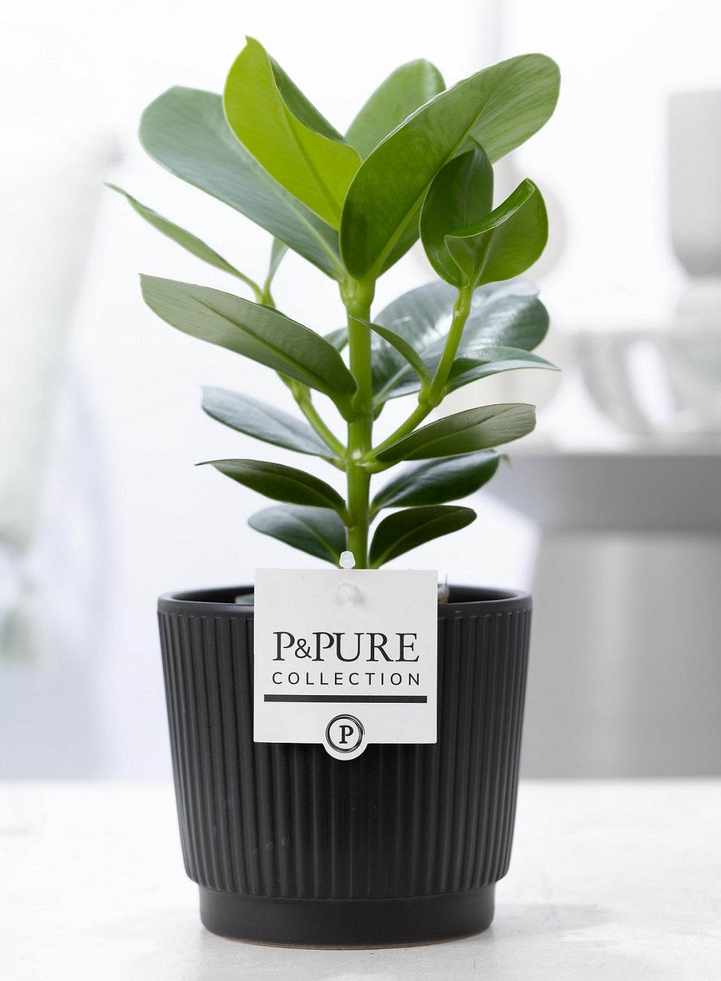 Clusia Princess 30cm 12cm Pot
