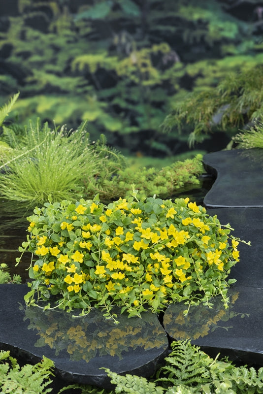 Waterplkw R. Moerings Lysimachia nummularia Pack of 3