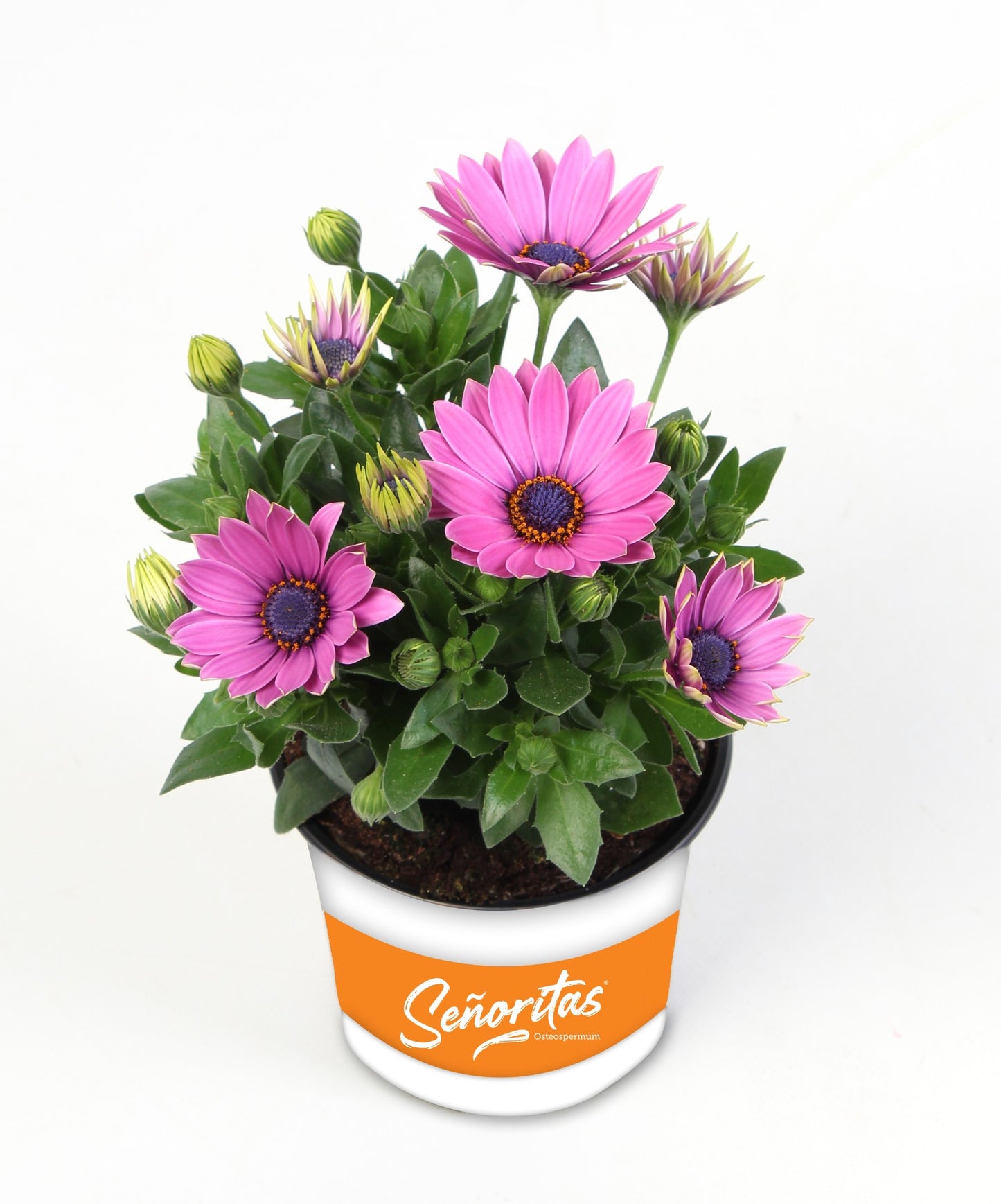 Osteospermum Senorita Davina 20cm 510cm Pot