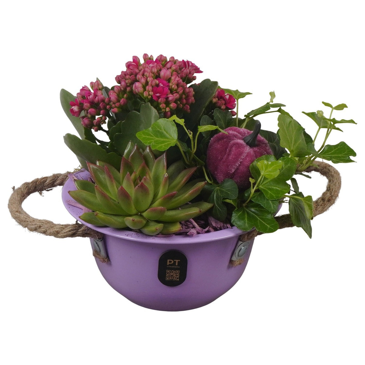 Indoor arrangement 17cm 16cm Pot
