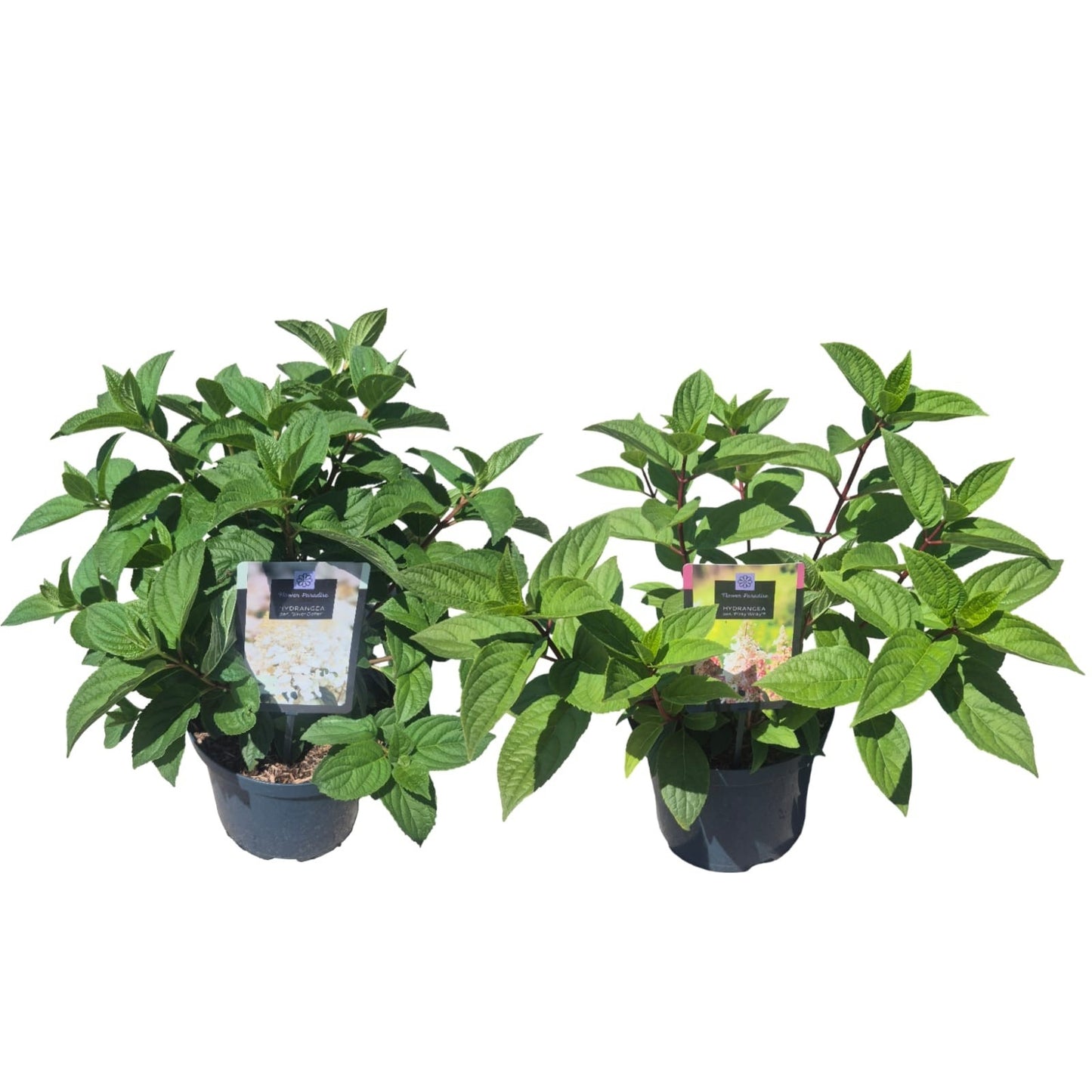 Peijl Tuinplanten, Van der Hydrangea paniculata mix Pack of 1