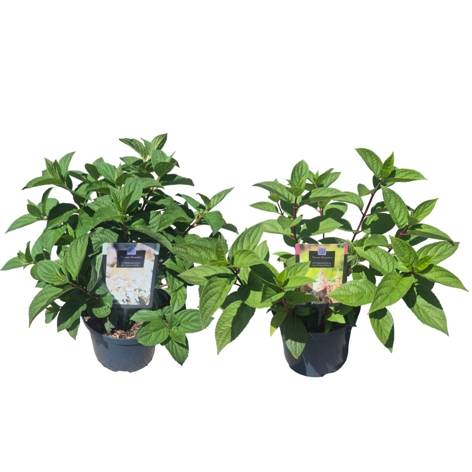 Peijl Tuinplanten, Van der Hydrangea paniculata mix Pack of 1