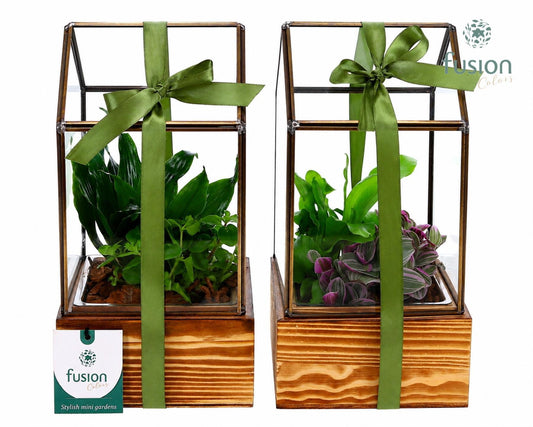 Geometrisch Glazen terrarium met op houten basis Medium met groenen planten 25cm 13cm Pot