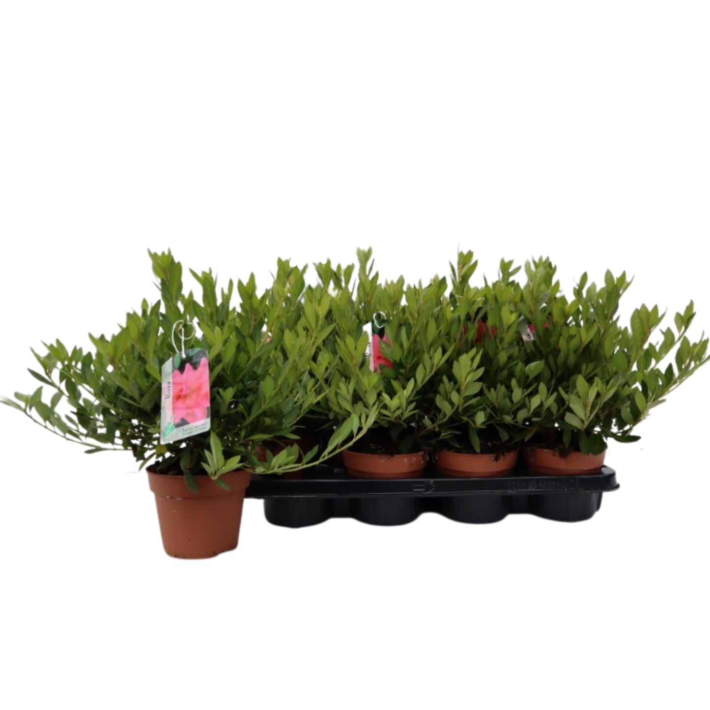 Rhododendron japonicum 22cm 13cm Pot